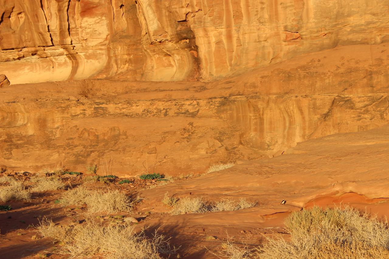 Rumshines Camp Wadi Rum Eksteriør billede